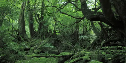 The tiny tropical island of Yakushima in Japan has inspired Hayao Miyazaki for "Princess Mononoke"