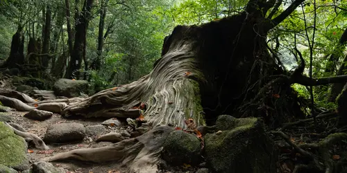 Yakushima Island is home to very dense and wild nature