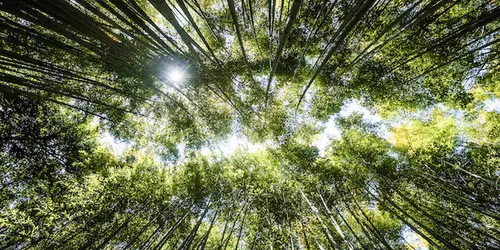 Bamboo grove in Arashiyama : famous touristic site to visit in Kyoto