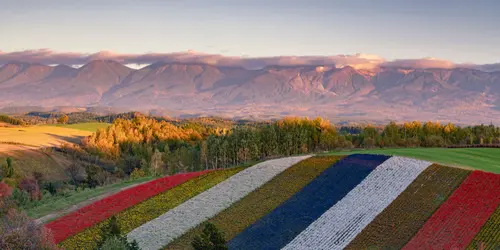 Furano flower fields with Daisetsuzan-Nationalpark mountains