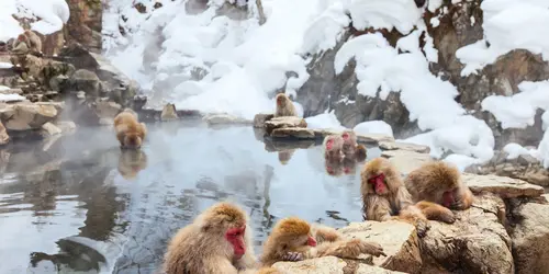 Famous Snow Monkeys to meet in Nagano area