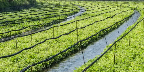 Wasabi Farm in Matsumoto area