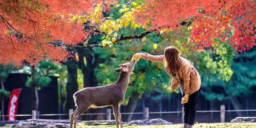 japan tours for families Nara Sika deers are sacred, and protected as National Treasures.