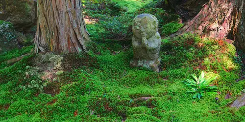 The lovely moss garden of Sanzenin temple