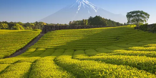 Mount Fuji Tea fields