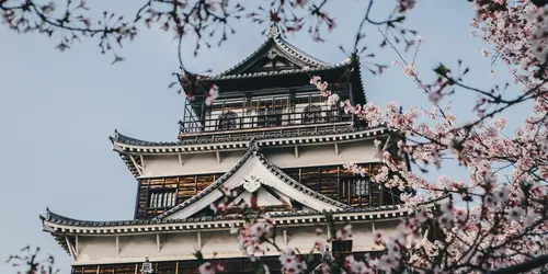 hiroshima castle park sakura cherry trees flowers spring