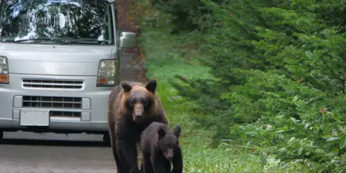 Une famille d’ours bruns marchant sur la route dans la péninsule de Shiretoko, Hokkaido