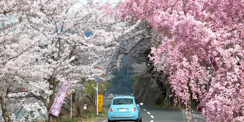 driving in japan sakura