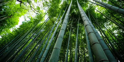 Bambouseraie arashiyama