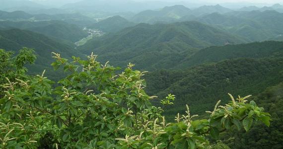 Mountains and greenary around Mt Mitake 