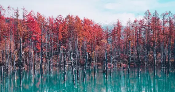 Etang au bleu éclatant, Hokkaido