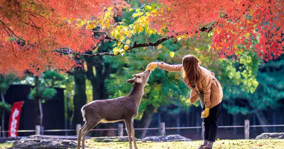 Les 1200 cerfs Sika en liberté dans le parc de Nara, à moins d'1h de Kyoto, feront le plaisir des petits et grands !