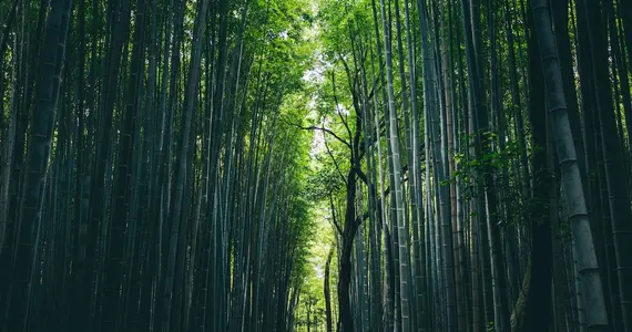 Arashiyama 