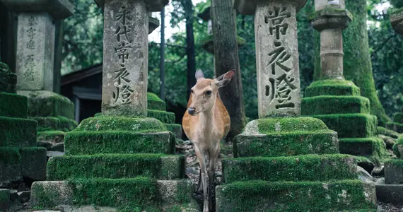Nara, Japan's first imperial capital.