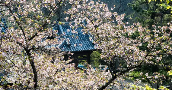 Shikoku-temple-10