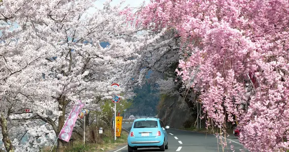 driving in japan sakura