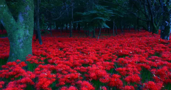 Kinchakuda spider lilies