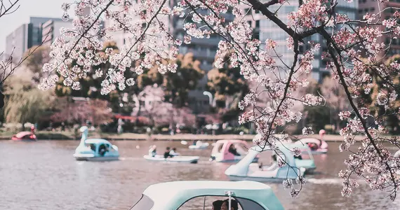 Les cerisiers du parc de Ueno