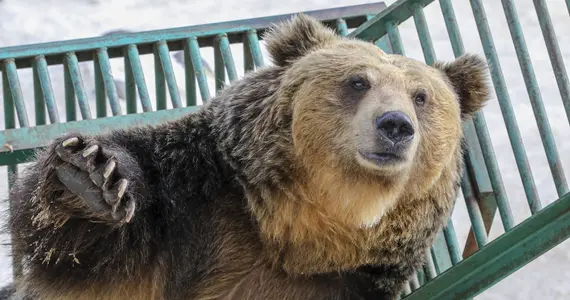 Ussuri Brown Bear in Hokkaido