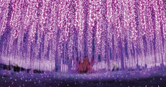 Illuminations au parc floral d'Ashikaga