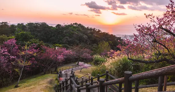 Okinawa sous les cerisiers