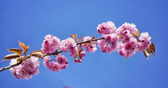 Plum Blossoms (Ume) in Japan