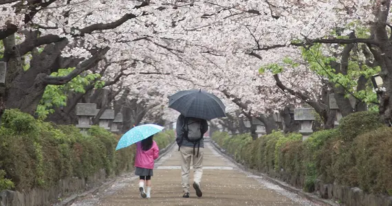Dankazakura (Kamakura)