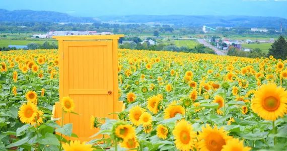 Nayoro Himawari Batake