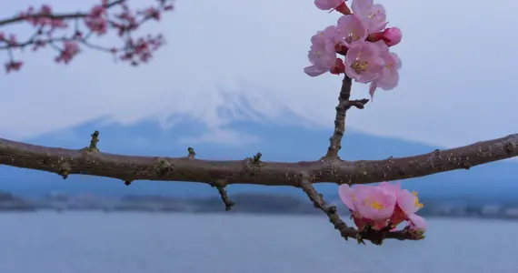 Sakura et Fuji