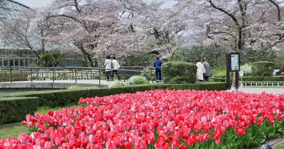 Kyoto Botanical Garden