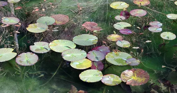 Monet Shrine, Gifu.