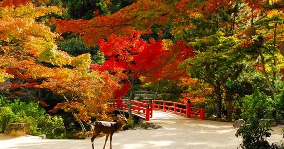 Parc Momijidani à Miyajima