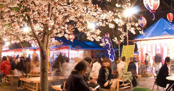 Sommerfest unter den Kirschbäumen des Maruyama-koen