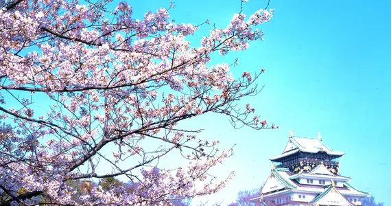 Kirschblüte im Park der Burg von Osaka