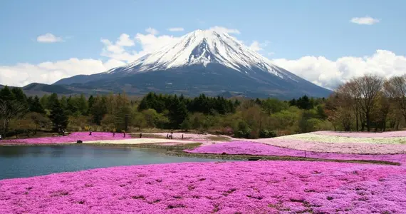 Vue sur le mont Fuji lors du festival Fuji Shibazakura Matsuri. 