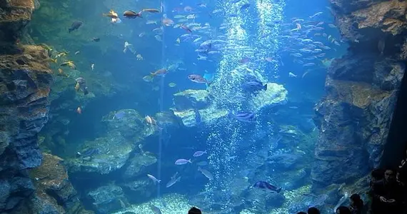 La piscina gigante di Kyoto Aquarium contiene 500 tonnellate di acqua.