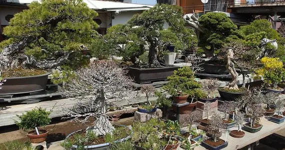 A Tokyo et dans les alentours, il n'y a très peu de pépinières à bonsai. 