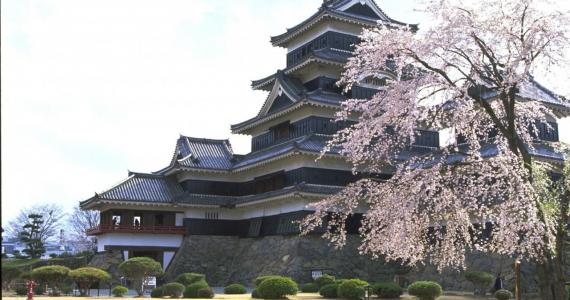 El castillo de Matsumoto rodeado de cerezos en flor en primavera
