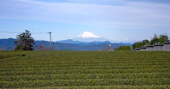 El Monte Fuji y el té