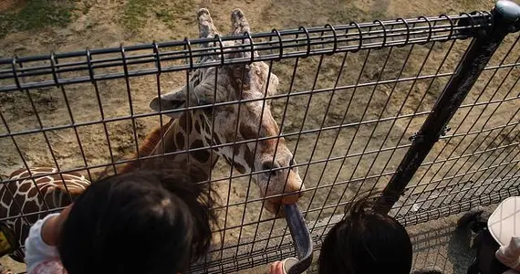 La hora de la comida de las girafas en el Himeji Central Park.