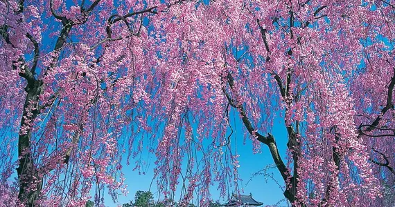 Les cerisiers en pleine floraison devant le château de Hirosaki, à Aomori