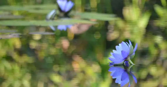 Les nymphéas bleus peuvent être admirés de juillet à octobre exclusivement au jardin de Kitagawa. 