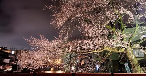 Fleurs de cerisiers de Takayama