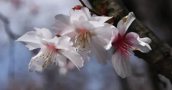 Une espèce de cerisier très rare, le yae-mamezakura