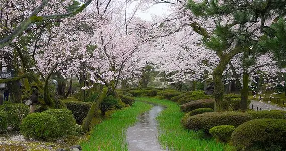 Le jardin Kenrokuen de Kanazawa, sous les fleurs de cerisiers