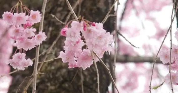 Fleurs de cerisiers à Nikkô