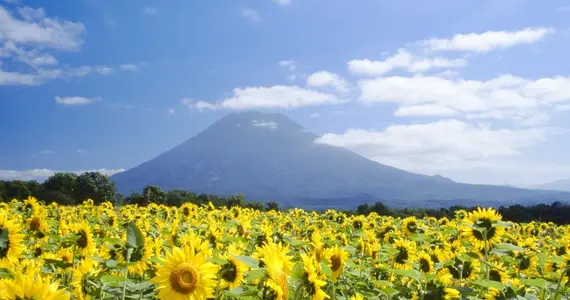 Le tournesol est l'emblème du village de Kyôgoku