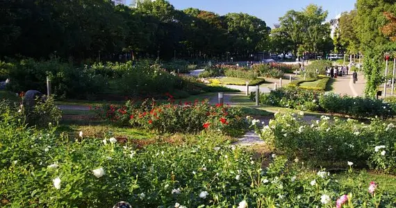 Le jardin de roses du parc Utsubo, à Osaka