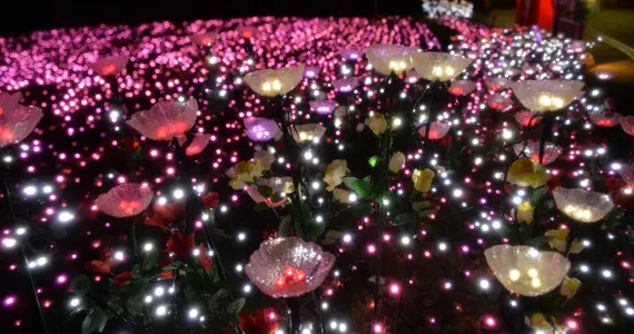 Quand les lumières se mêlent aux fleurs