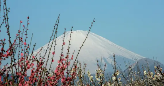 Le mont Fuji vu du parc des pruniers de Soga Bairin à Odawara